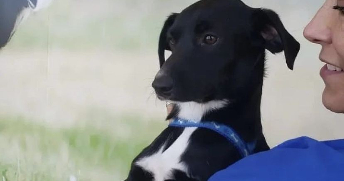 ONG Anjos dos Bichos arrecada fundos para pagar despesas da entidade