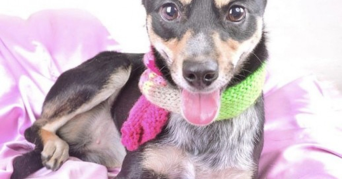 Feira de adoção de cães acontece neste fim de semana no Shopping Tamboré