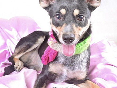 Feira de adoção de cães acontece neste fim de semana no Shopping Tamboré