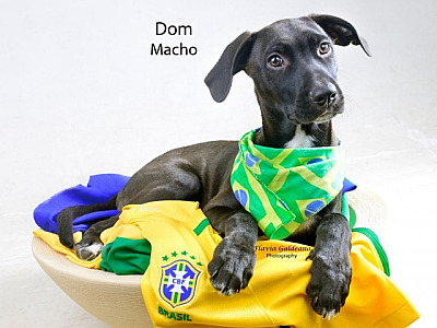 Alphaville recebe feiras de adoção de animais neste fim de semana