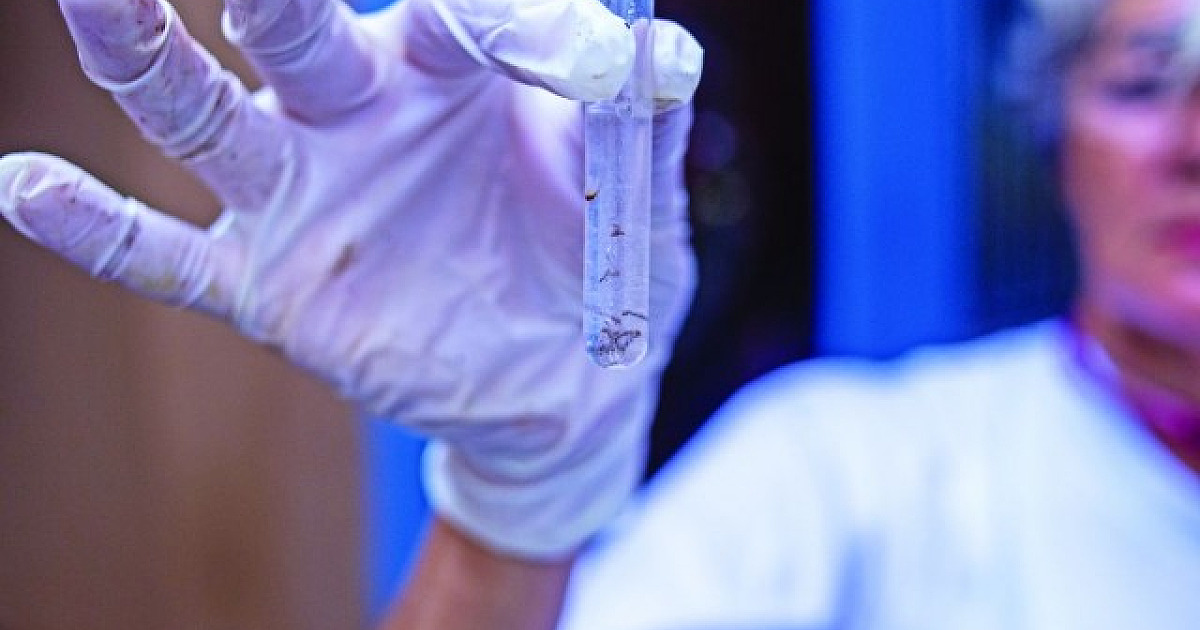 Juntas, Barueri e Parnaíba têm 86 casos de dengue e um óbito em investigação