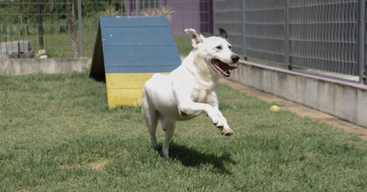 Alphaville recebe feiras de adoção de animais em fevereiro