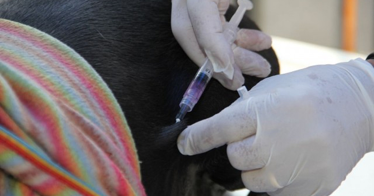 Barueri realiza ações para vacinação contra a raiva neste mês