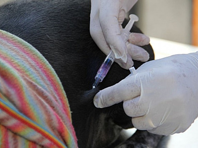 Barueri realiza ações para vacinação contra a raiva neste mês
