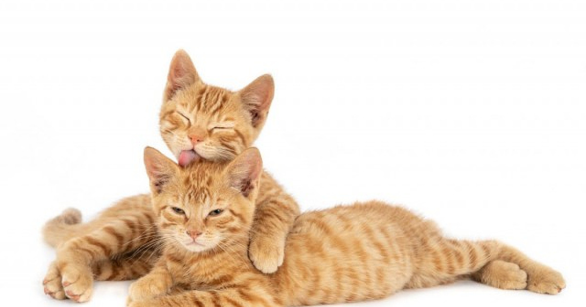 Barueri abre agendamento online para castração gratuita de pets nesta quarta (5)