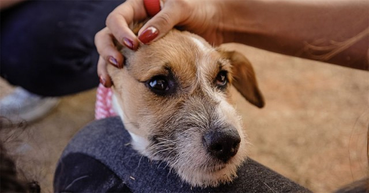 Anti-inflamatório produzido pela USP alivia dores em cães com artrose