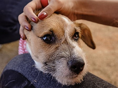 Anti-inflamatório produzido pela USP alivia dores em cães com artrose