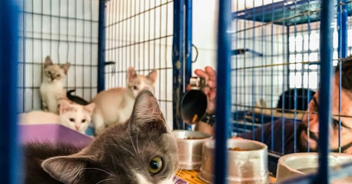 Barueri recebe prêmio “Cidade Amiga dos Animais”