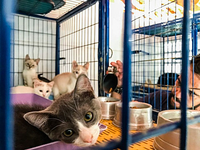 Barueri recebe prêmio “Cidade Amiga dos Animais”