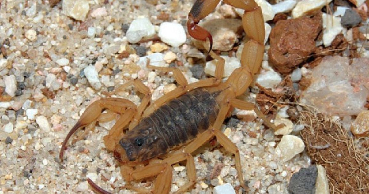SP alerta para o aumento de casos de acidentes por escorpiões no verão; veja cuidados
