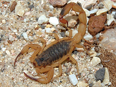 SP alerta para o aumento de casos de acidentes por escorpiões no verão; veja cuidados