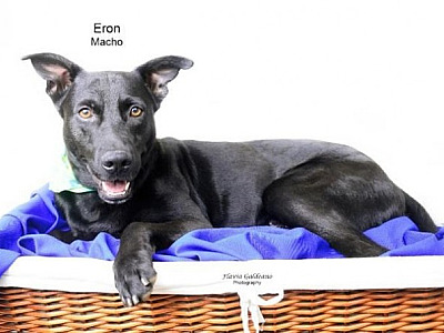 Em Barueri, casos de maus-tratos a animais têm aumento em 2022