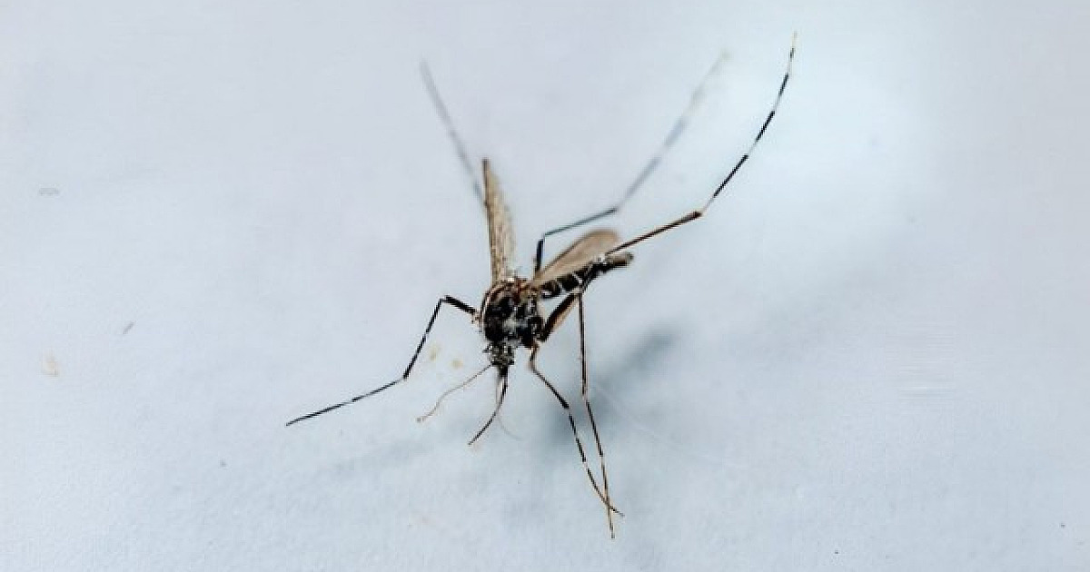 Barueri e Santana de Parnaíba ultrapassam 10 mil casos de dengue entre janeiro e dezembro