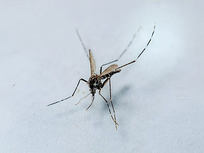 Barueri e Santana de Parnaíba ultrapassam 10 mil casos de dengue entre janeiro e dezembro