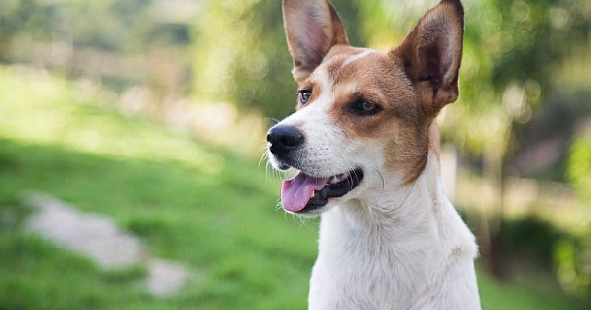 Confira as feiras de adoção de pets deste fim de semana em Alphaville