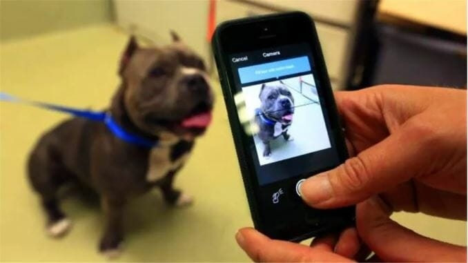 Startup cria app que encontra cães perdidos por reconhecimento de focinho