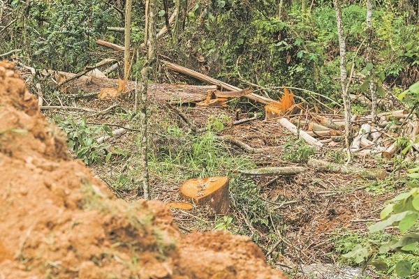 Tegra realiza a retirada de eucaliptos da Reserva Tamboré