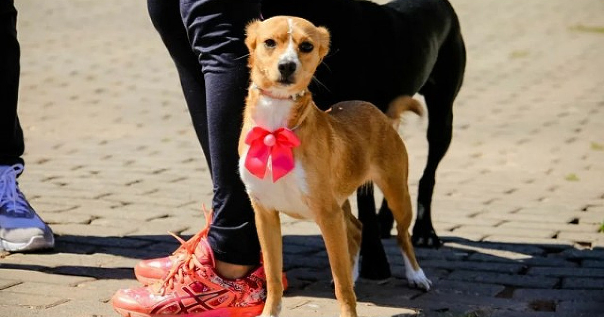 Santana de Parnaíba abre cadastro para castração gratuita