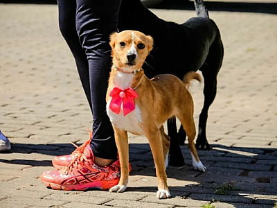 Santana de Parnaíba abre cadastro para castração gratuita