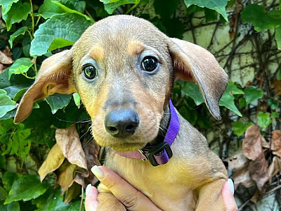 SOS Pet Alpha participe do evento "AUmastê" no dia 26