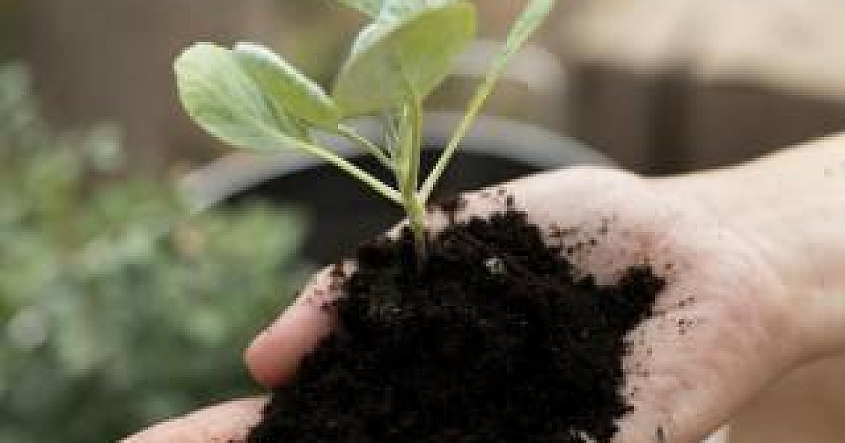 Parque Ecológico em Alphaville terá plantio de mudas