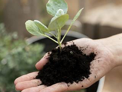 Parque Ecológico em Alphaville terá plantio de mudas