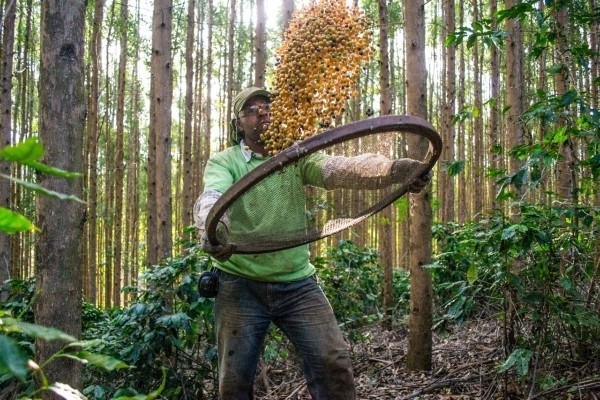 Café especial: terceira onda veio para ficar