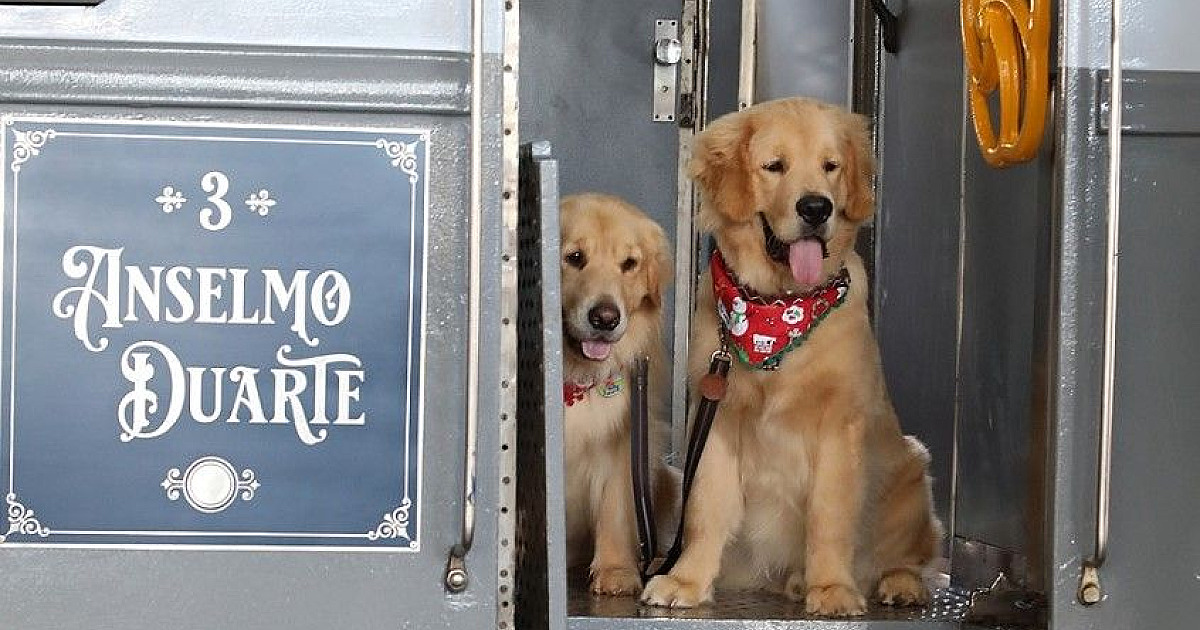 Pets ganham vagão de luxo em trem turístico de São Paulo