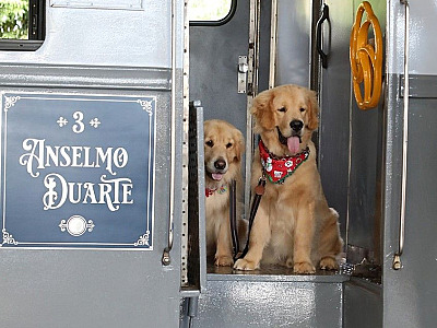 Pets ganham vagão de luxo em trem turístico de São Paulo
