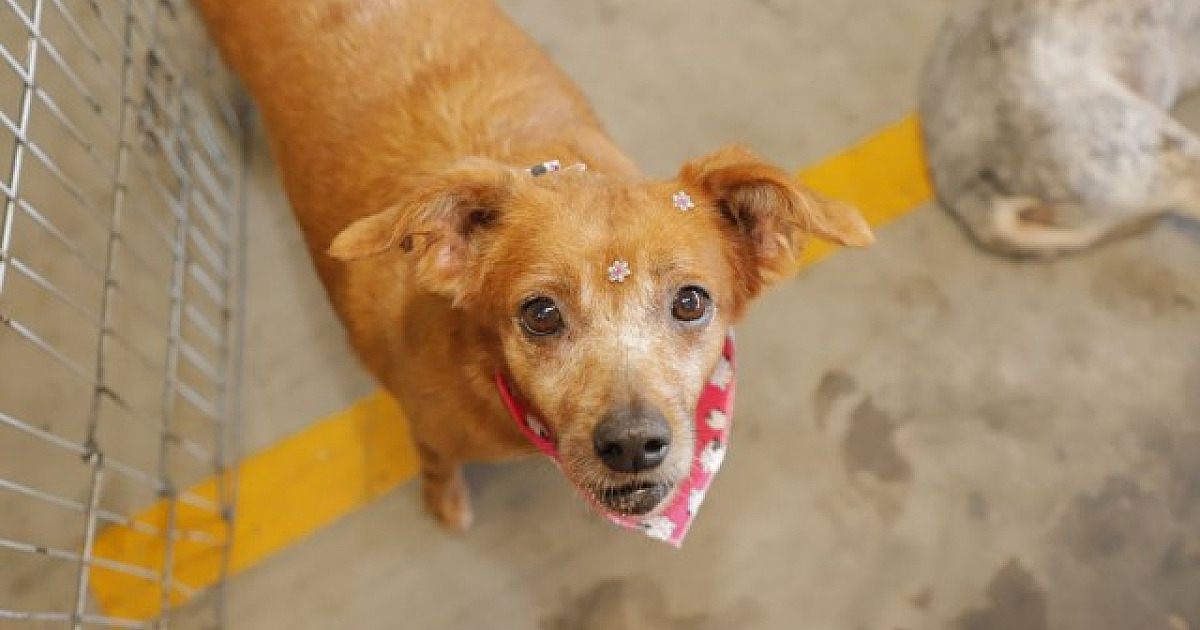 Confira as feiras de adoção de pets em Alphaville em abril