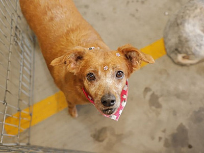 Confira as feiras de adoção de pets em Alphaville em abril