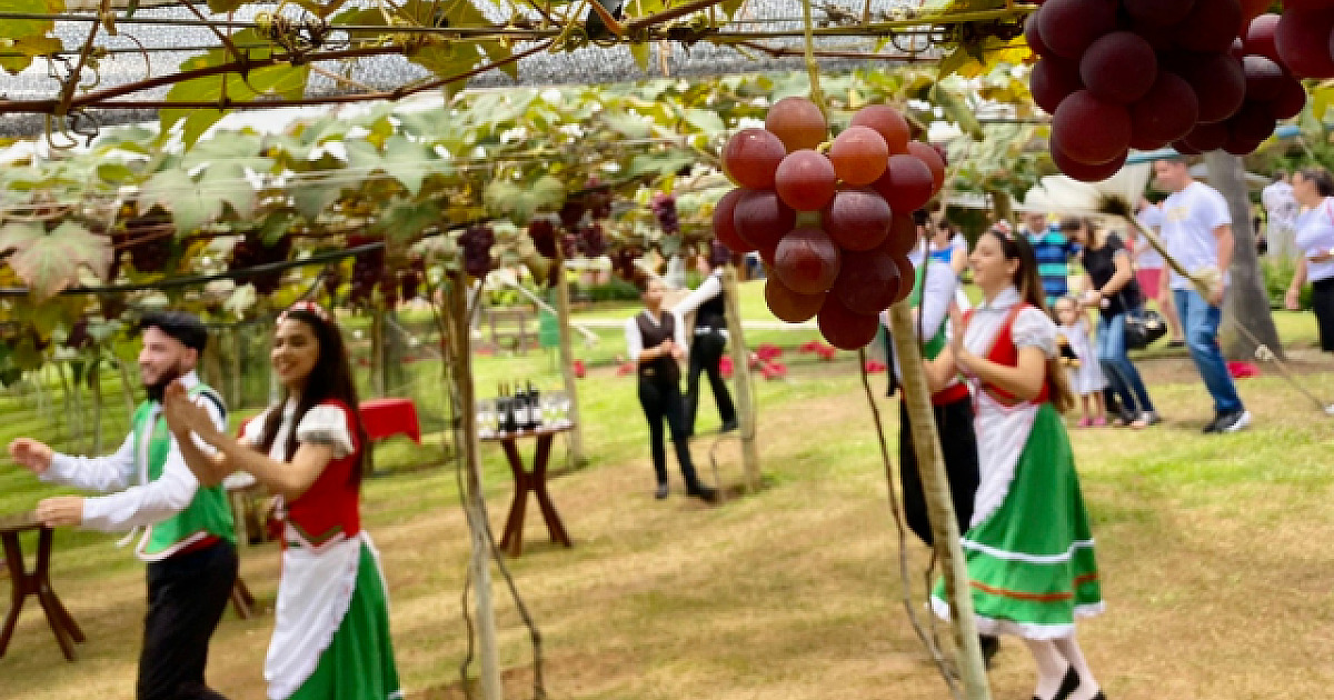 Tudo pronto para as colheitas e a Vindima em São Roque