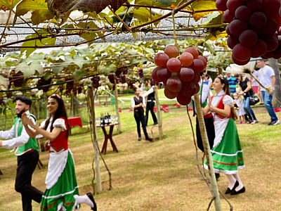 Tudo pronto para as colheitas e a Vindima em São Roque