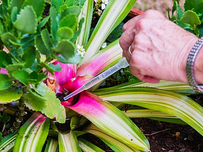 Municípios têm queda de mais de 80% em casos de dengue