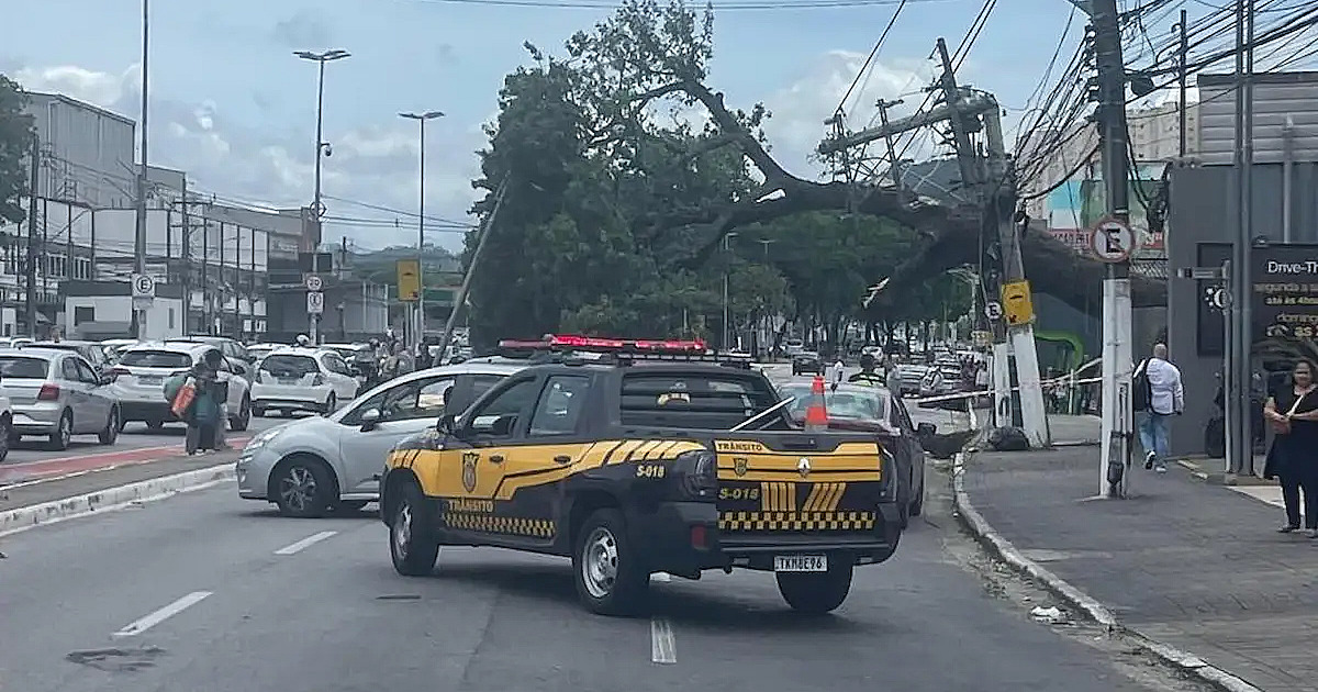 Queda de árvore interdita avenida no Centro de Barueri