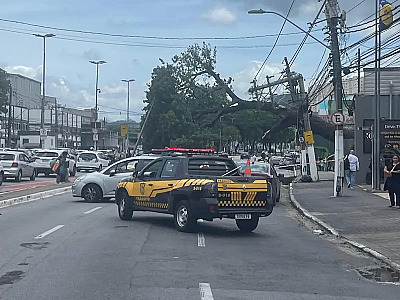 Queda de árvore interdita avenida no Centro de Barueri
