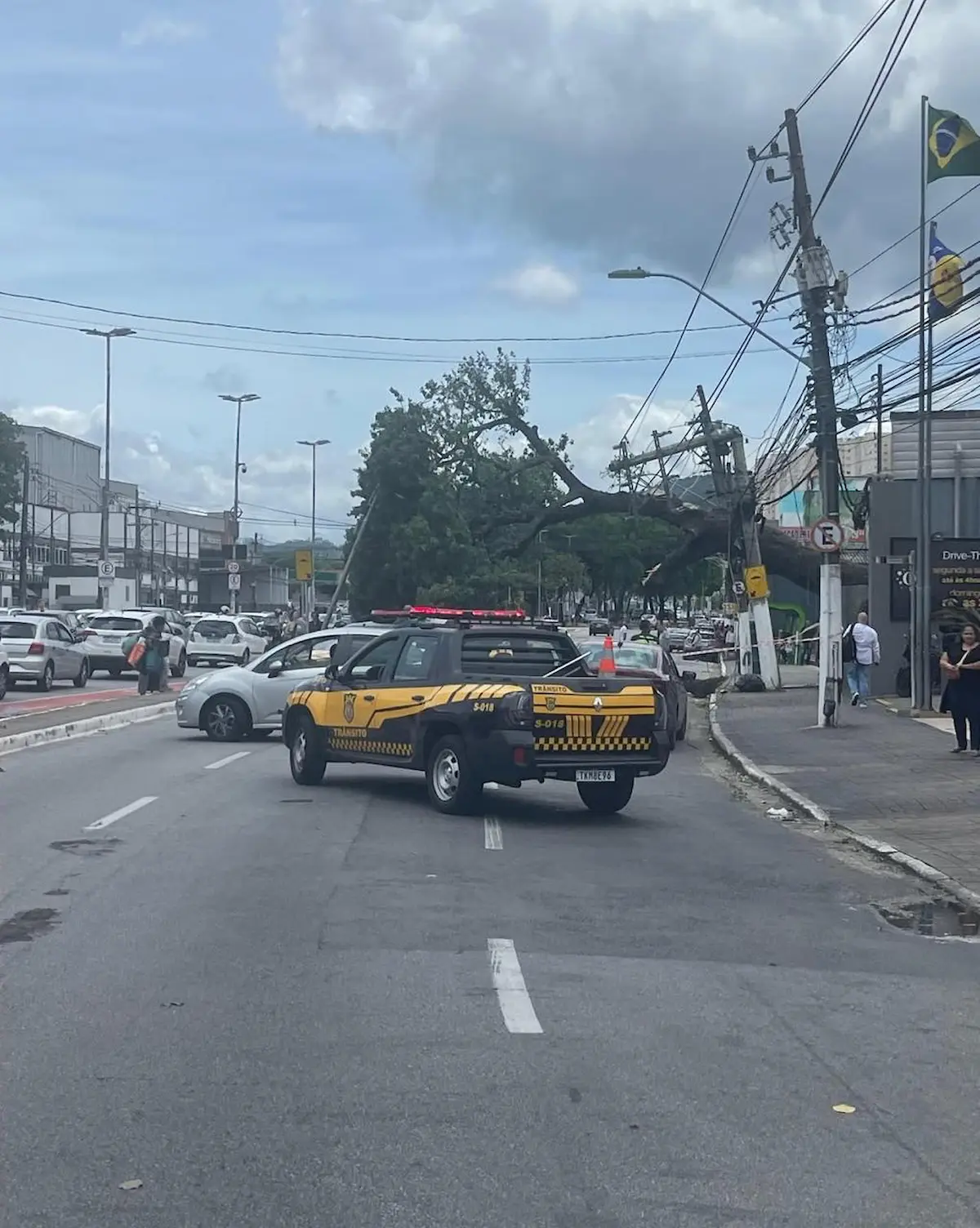 Queda de árvore interdita avenida no Centro de Barueri
