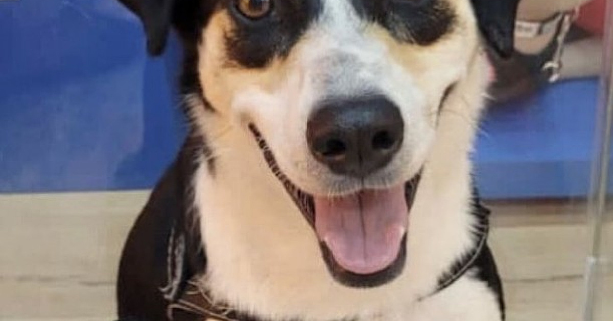 Shopping Tamboré terá feira de adoção de pets neste sábado (16)