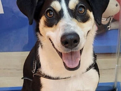 Shopping Tamboré terá feira de adoção de pets neste sábado (16)