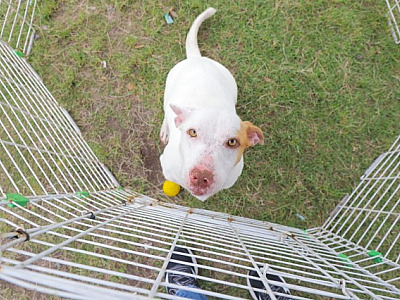 Em janeiro, Alphaville receberá cinco feiras de adoção de pets