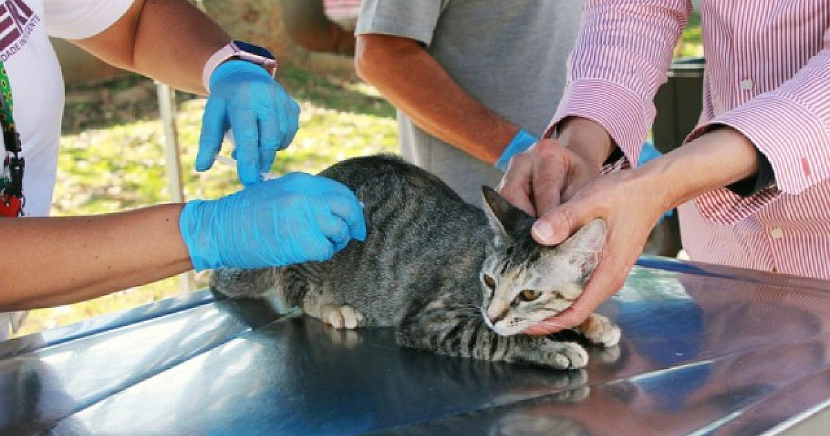Em Barueri, posto fixo de vacinação contra raiva volta ao atendimento normal