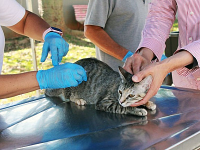 Em Barueri, posto fixo de vacinação contra raiva volta ao atendimento normal