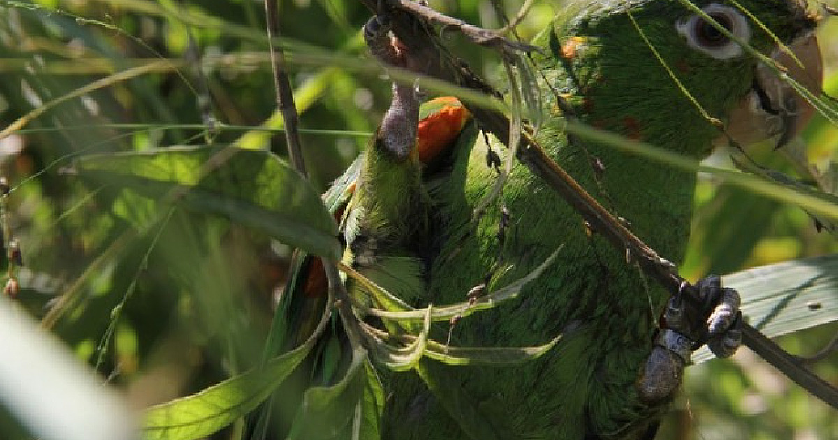 Barueri promove evento para observação de pássaros no Parque Ecológico