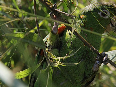 Barueri promove evento para observação de pássaros no Parque Ecológico