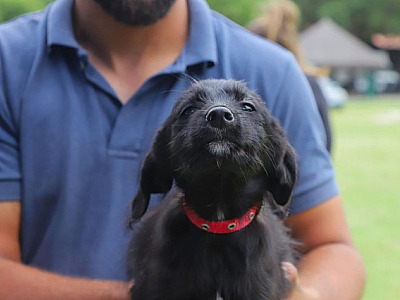 Cinco feiras de adoção de pets acontecerão em Alphaville em março