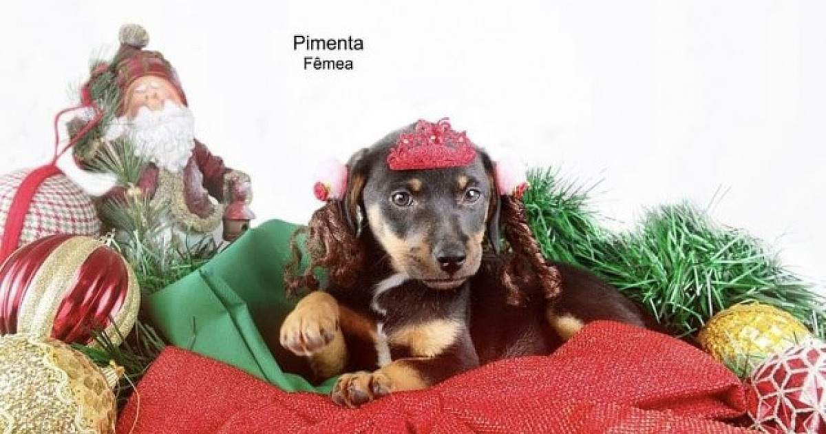 SOS Pet Alpha realiza venda de calendários 2024