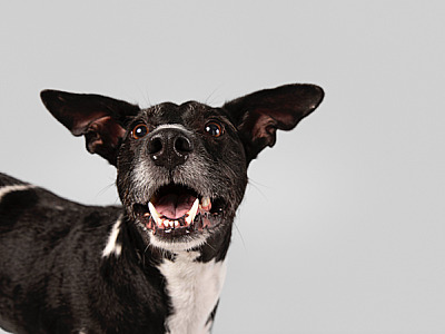 Com atendimento veterinário e feira de adoção, "Dia Animal" acontece neste fim de semana em Barueri