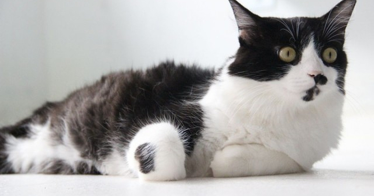 Com projeto "Adota Delivery" de Barueri, moradores de Alphaville podem adotar pets de forma on-line