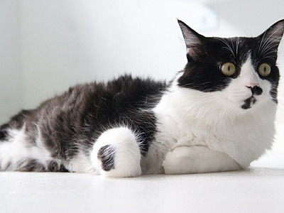 Com projeto "Adota Delivery" de Barueri, moradores de Alphaville podem adotar pets de forma on-line