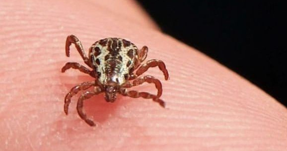 Governo de SP emite alerta sobre febre maculosa